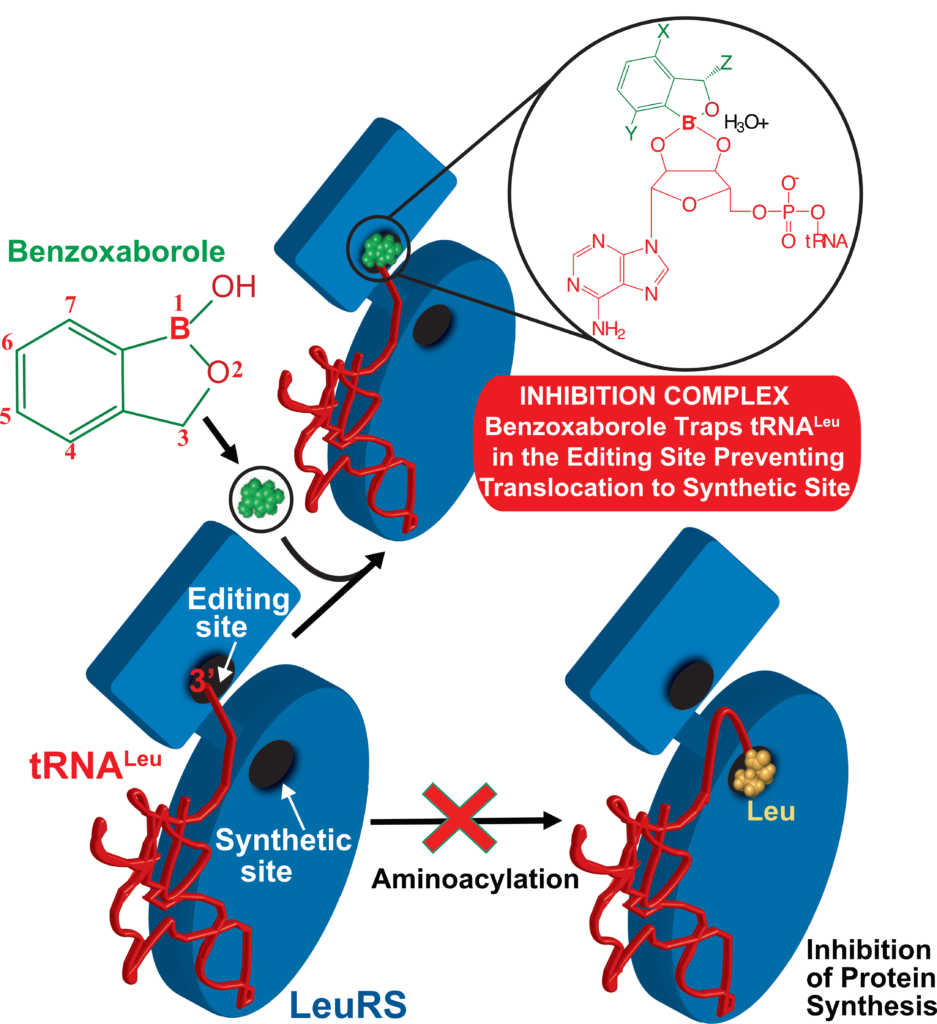 Palencia's Group. Inhibition mechanism LeuRS